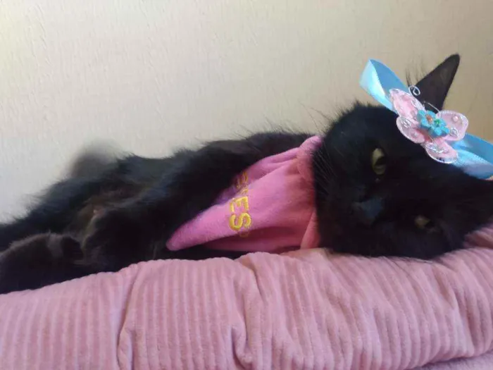 Gato ra a  idade 1 ano nome Charlotte