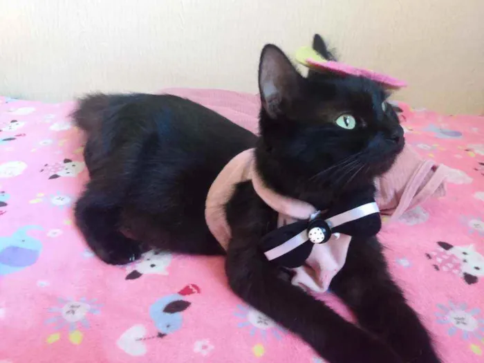 Gato ra a  idade 1 ano nome Charlotte