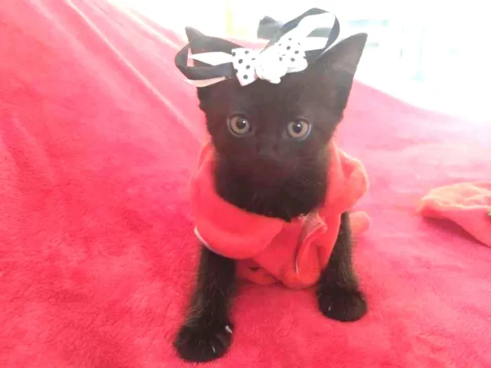 Gato ra a  idade Abaixo de 2 meses nome Miethie