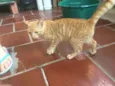 Caramelo