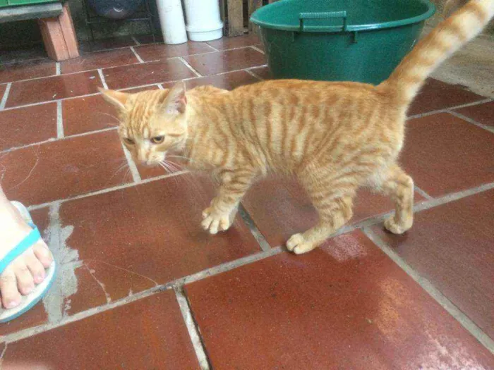Gato ra a Persa idade 2 a 6 meses nome Caramelo