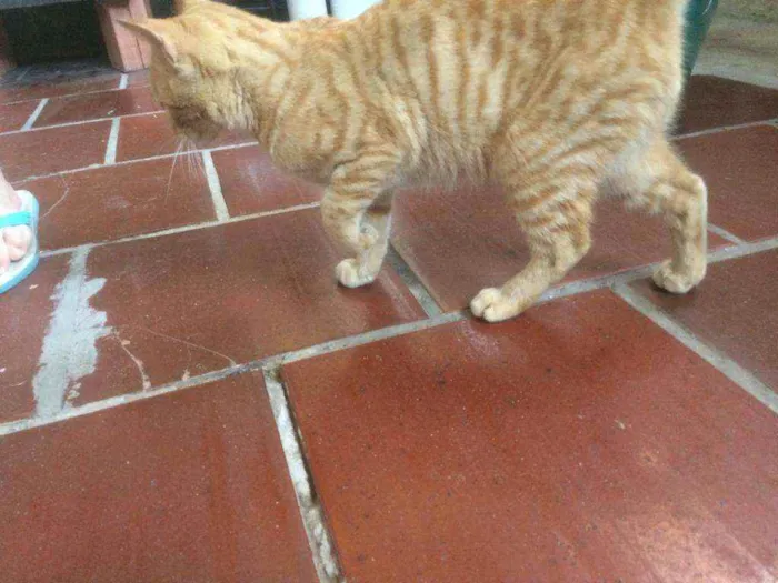 Gato ra a Persa idade 2 a 6 meses nome Caramelo