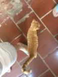 Caramelo