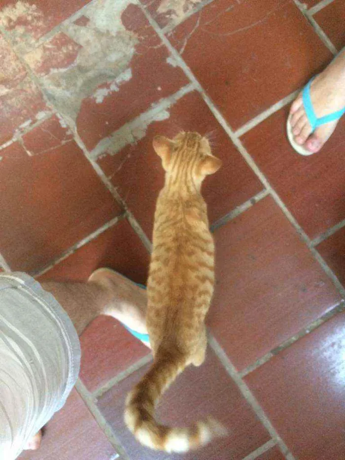 Gato ra a Persa idade 2 a 6 meses nome Caramelo