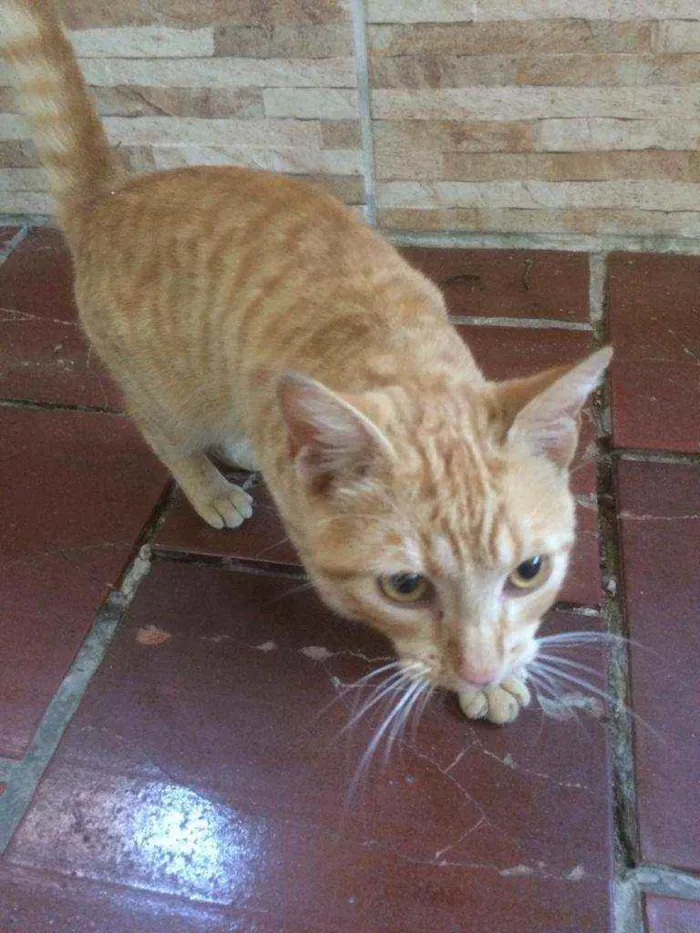 Gato ra a Persa idade 2 a 6 meses nome Caramelo