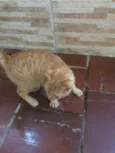 Caramelo