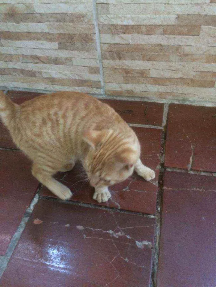 Gato ra a Persa idade 2 a 6 meses nome Caramelo