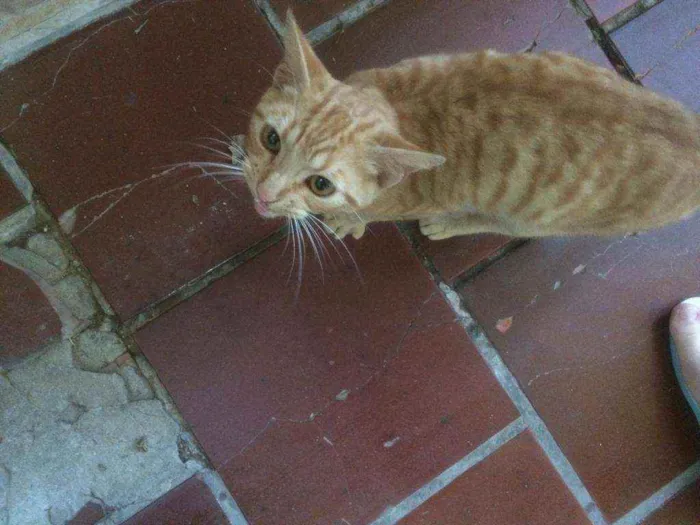 Gato ra a Persa idade 2 a 6 meses nome Caramelo