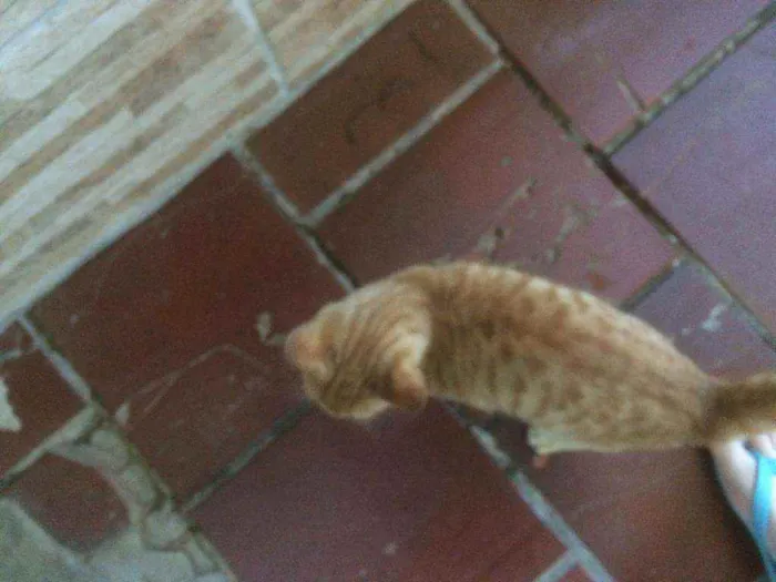 Gato ra a Persa idade 2 a 6 meses nome Caramelo
