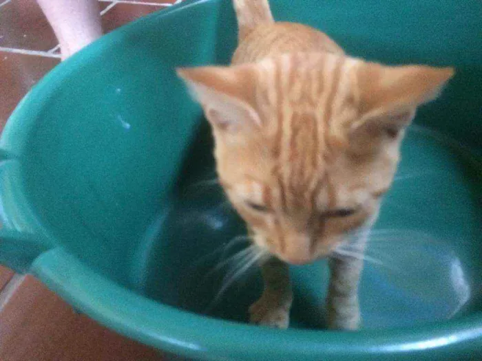 Gato ra a Persa idade 2 a 6 meses nome Caramelo