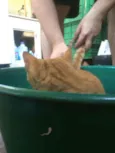 Caramelo