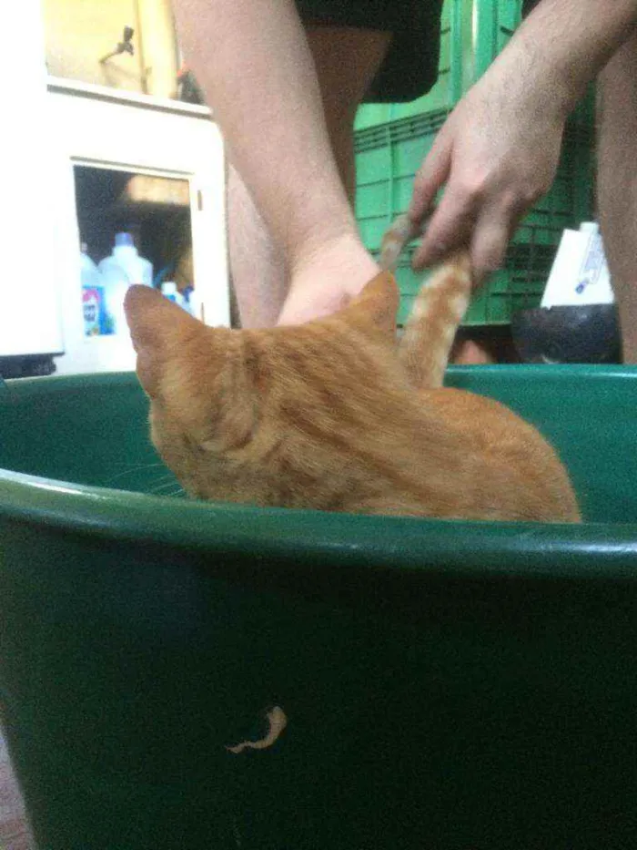 Gato ra a Persa idade 2 a 6 meses nome Caramelo