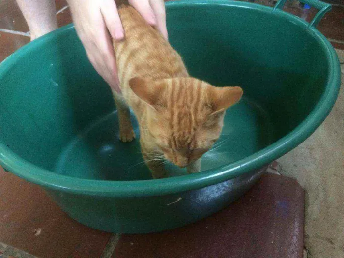 Gato ra a Persa idade 2 a 6 meses nome Caramelo