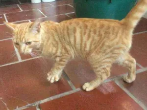 Gato raça Persa idade 2 a 6 meses nome Caramelo