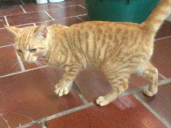 Gato ra a Persa idade 2 a 6 meses nome Caramelo