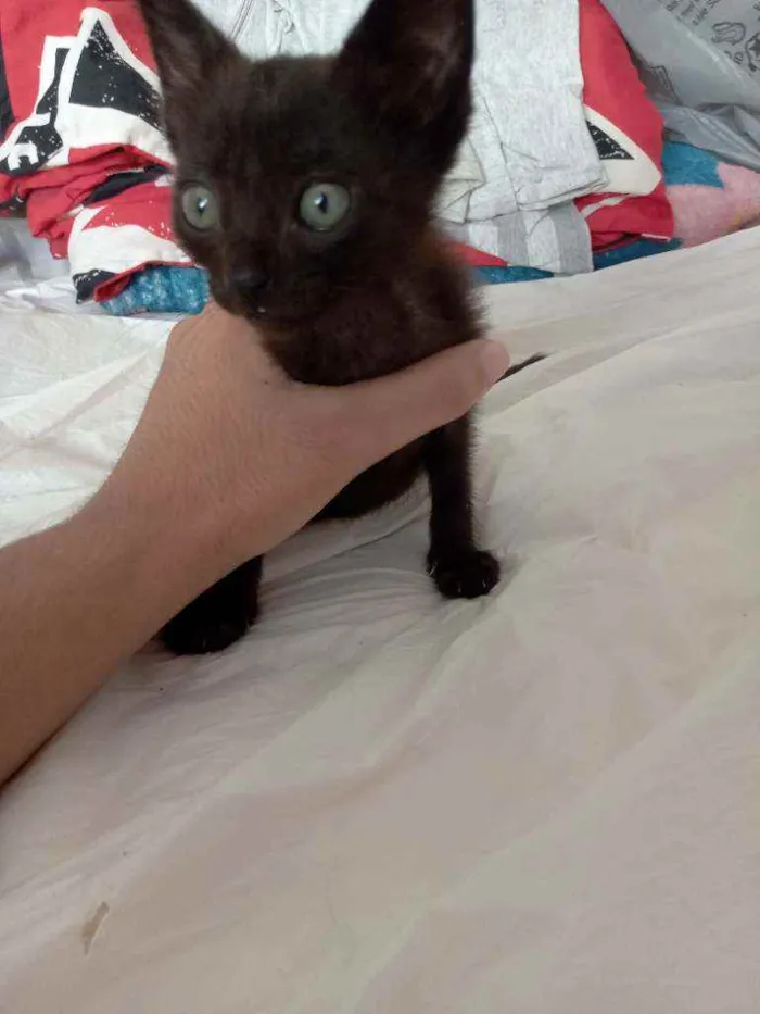 Gato raça Sem raça idade 2 a 6 meses nome Sem nome