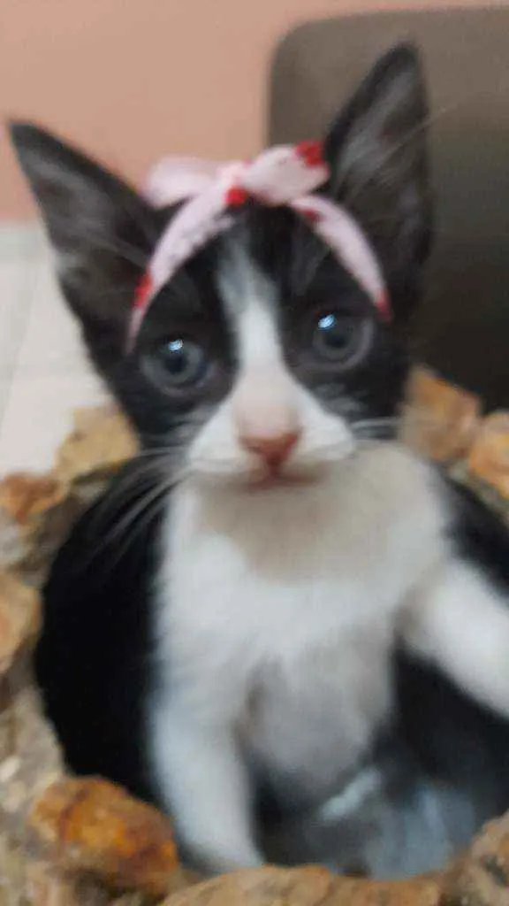Gato raça Sem raça  idade 2 a 6 meses nome Sem nome