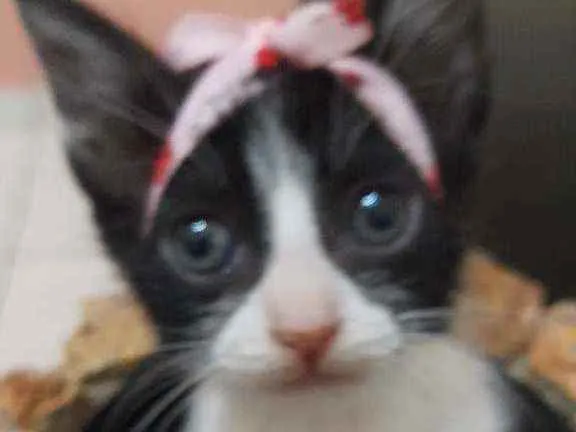 Gato raça Sem raça  idade 2 a 6 meses nome Sem nome