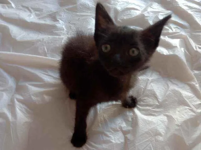 Gato raça Sem raça idade 2 a 6 meses nome Sem nome