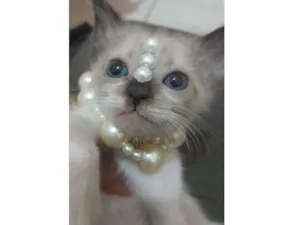 Gato raça Sem raça  idade 2 a 6 meses nome Sem nome