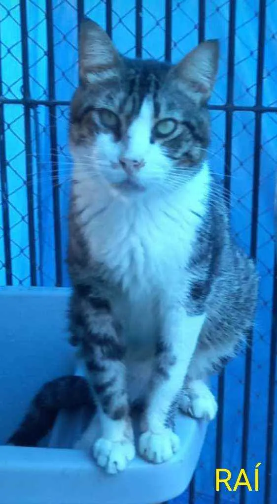 Gato ra a Srd idade 4 anos nome RAÍ