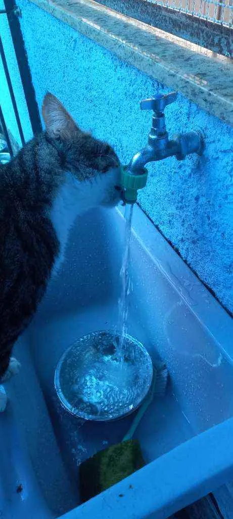 Gato ra a Srd idade 4 anos nome RAÍ