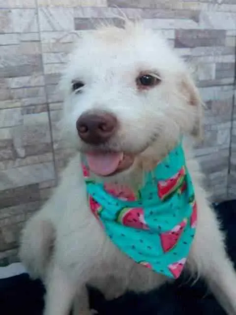 Cachorro raça Srd idade 1 ano nome Floquinho