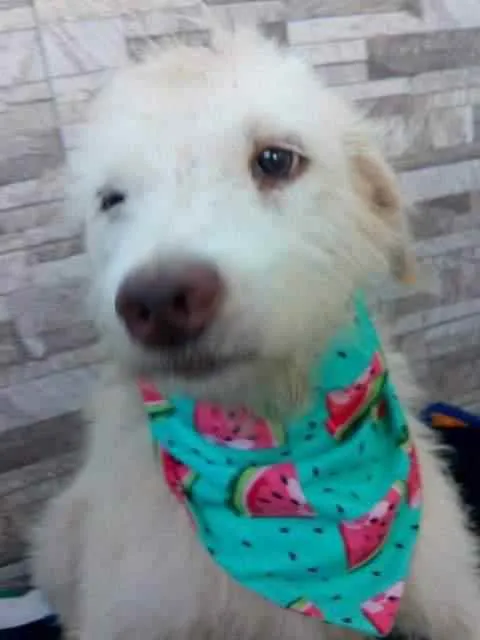 Cachorro raça Srd idade 1 ano nome Floquinho