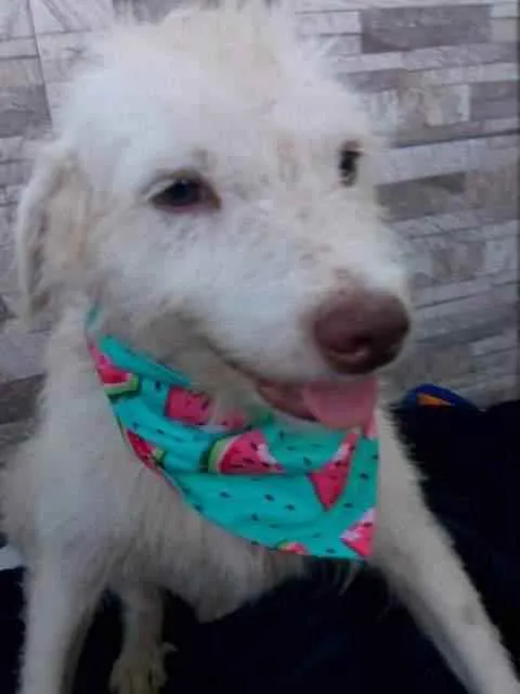 Cachorro raça Srd idade 1 ano nome Floquinho