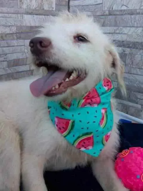 Cachorro raça Srd idade 1 ano nome Floquinho