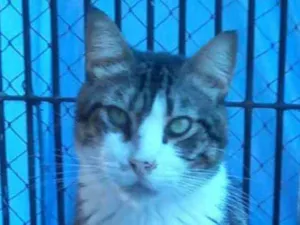 Gato raça Srd idade 4 anos nome RAÍ