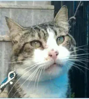 Gato raça srd bicolor idade 4 anos nome RAÍ