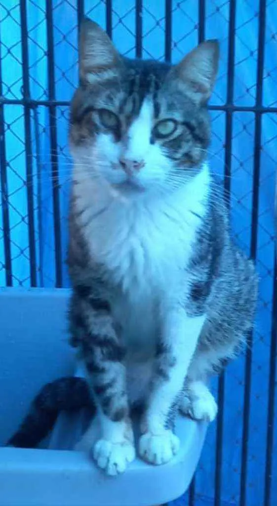 Gato ra a srd bicolor idade 4 anos nome RAÍ