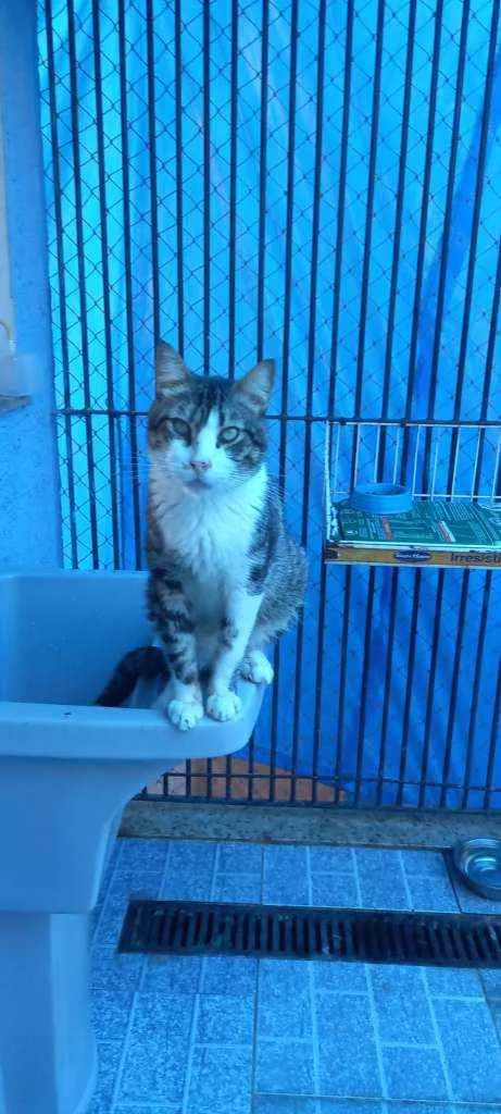 Gato ra a srd bicolor idade 4 anos nome RAÍ
