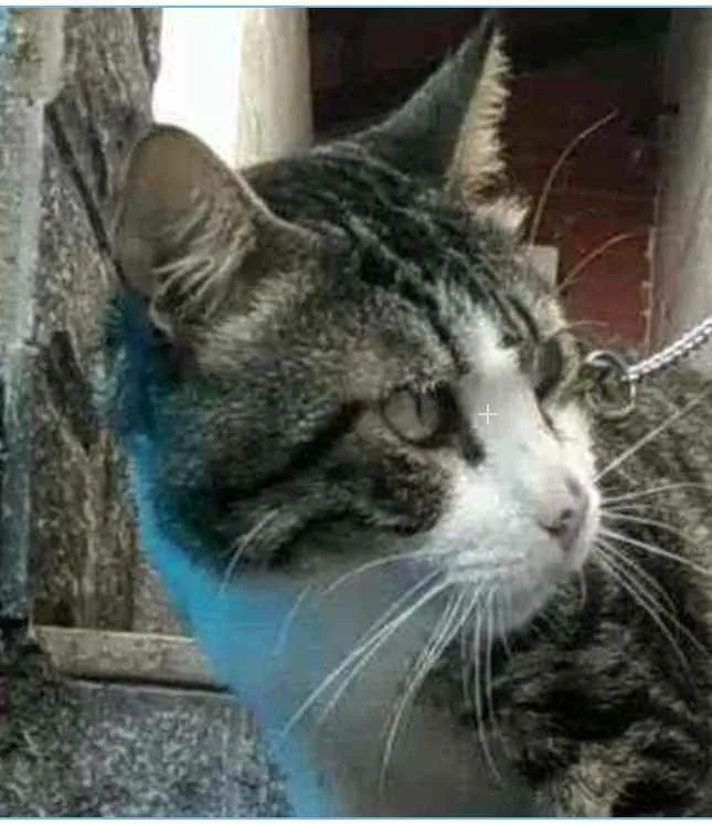 Gato ra a srd bicolor idade 4 anos nome RAÍ