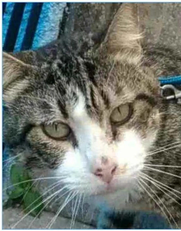 Gato ra a srd bicolor idade 4 anos nome RAÍ