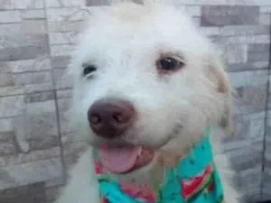 Cachorro raça Srd idade 1 ano nome Floquinho