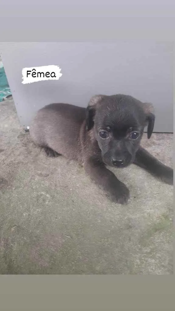 Cachorro ra a Desconhecida idade 2 a 6 meses nome Pets