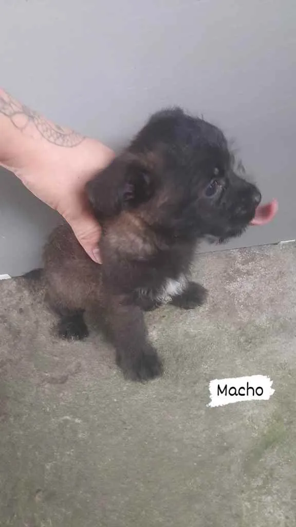 Cachorro ra a Desconhecida idade 2 a 6 meses nome Pets