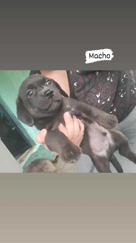 Cachorro ra a Desconhecida idade 2 a 6 meses nome Pets