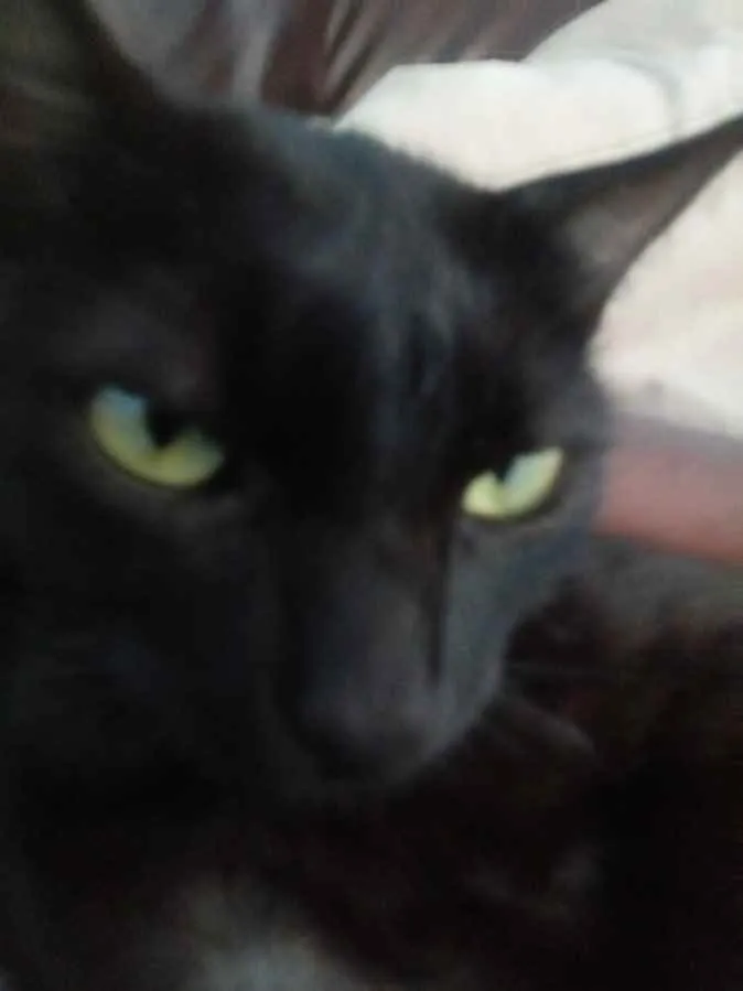 Gato raça  idade  nome Minnie