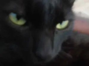 Gato raça  idade  nome Minnie