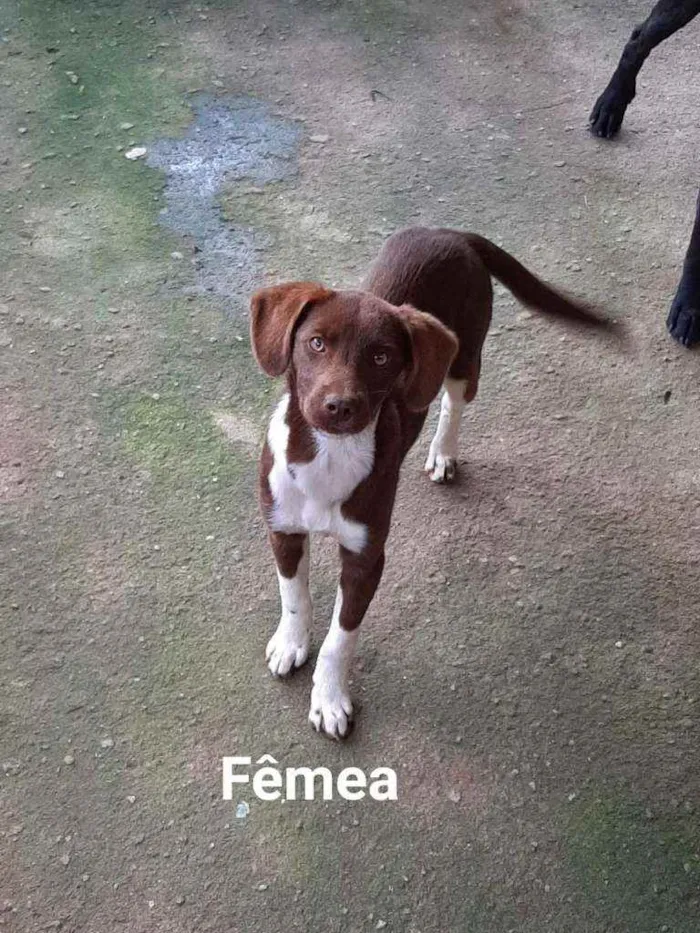 Cachorro ra a SRD idade 7 a 11 meses nome Mel, Brenda, Piter