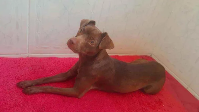 Cachorro raça Srd idade 1 ano nome Eva