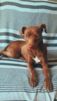 Cachorro raça Srd idade 1 ano nome Eva