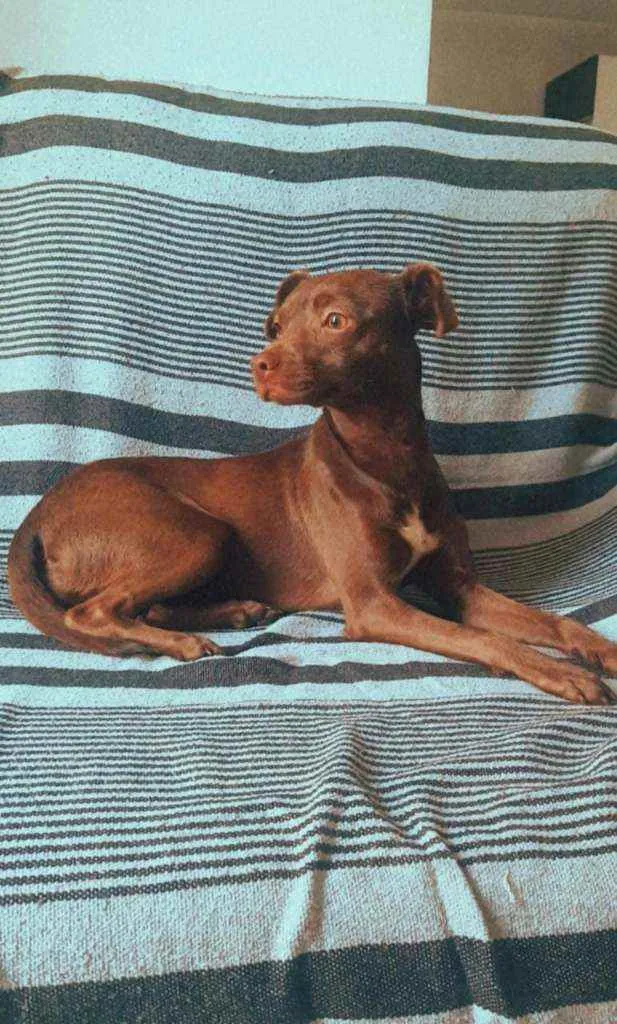 Cachorro raça Srd idade 1 ano nome Eva