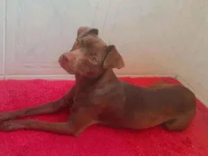 Cachorro raça Srd idade 1 ano nome Eva