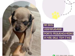 Cachorro raça Srd idade Abaixo de 2 meses nome Soda