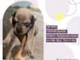 Cachorro raça Srd idade Abaixo de 2 meses nome Soda
