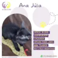 Ana julia